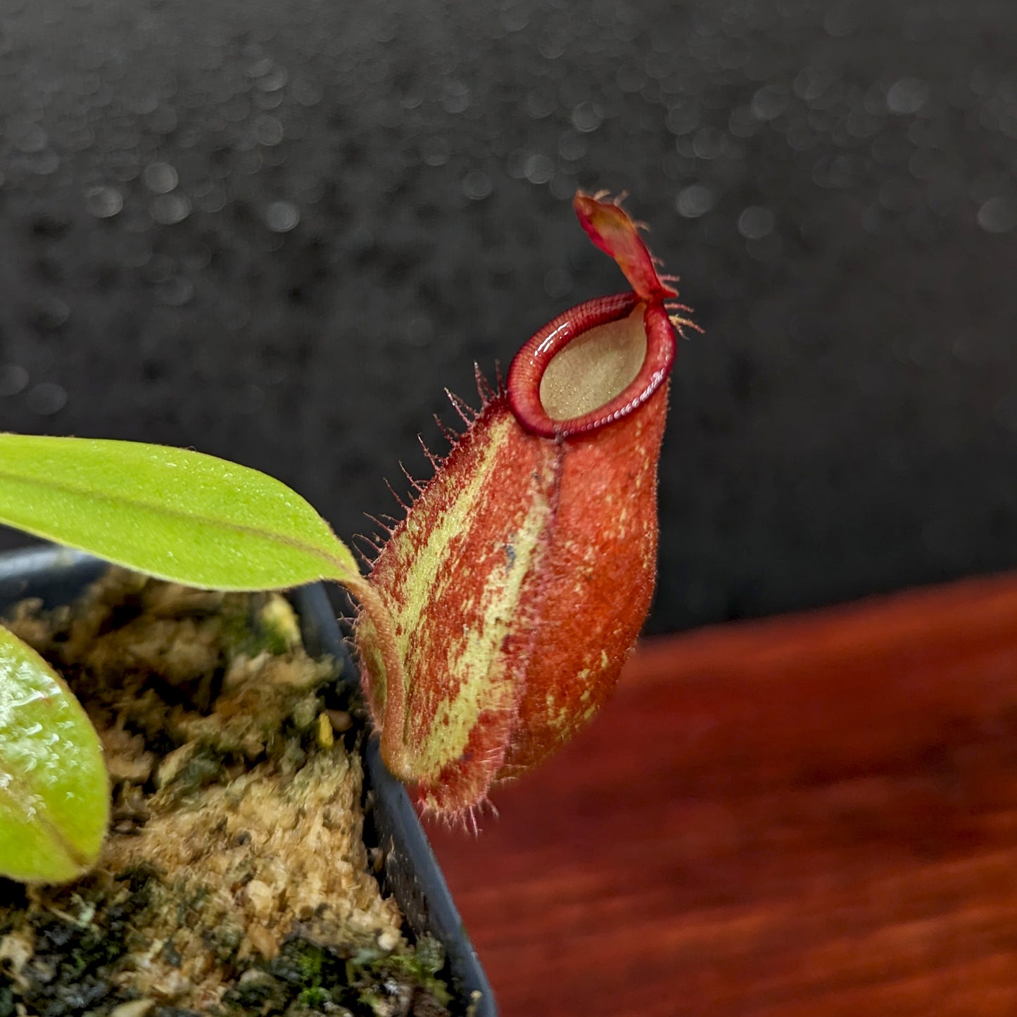 Nepenthes ampullaria [(William's Red x Harlequin) x purple stripe #1], CAR-0393