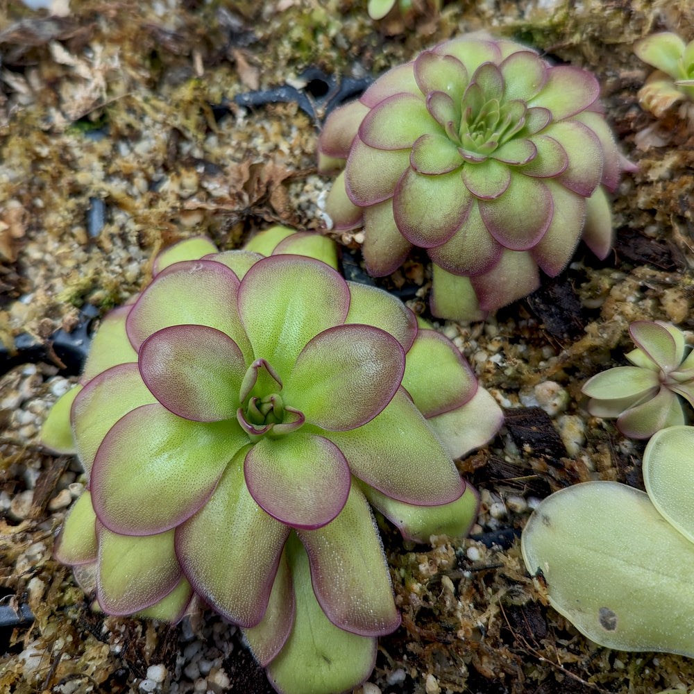 Pinguicula laueana CP3 Butterwort