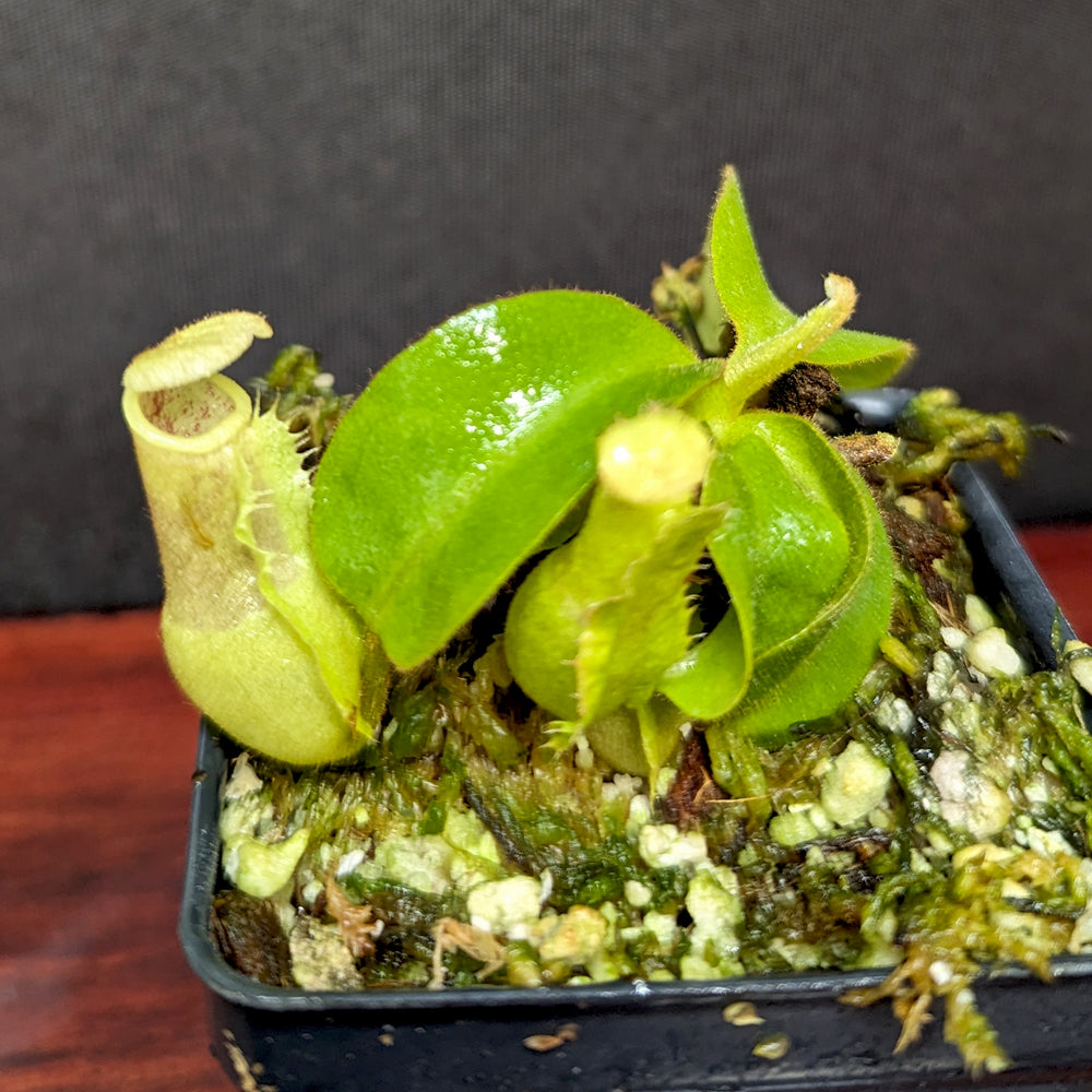 
                      
                        Nepenthes (truncata x campanulata) x veitchii 'Bareo Squat', CAR-0384
                      
                    