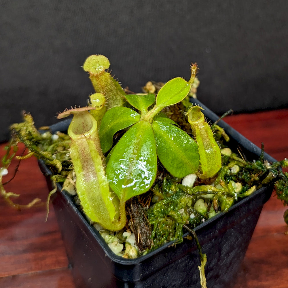 
                      
                        Nepenthes (truncata x campanulata) x veitchii 'Bareo Squat', CAR-0384
                      
                    