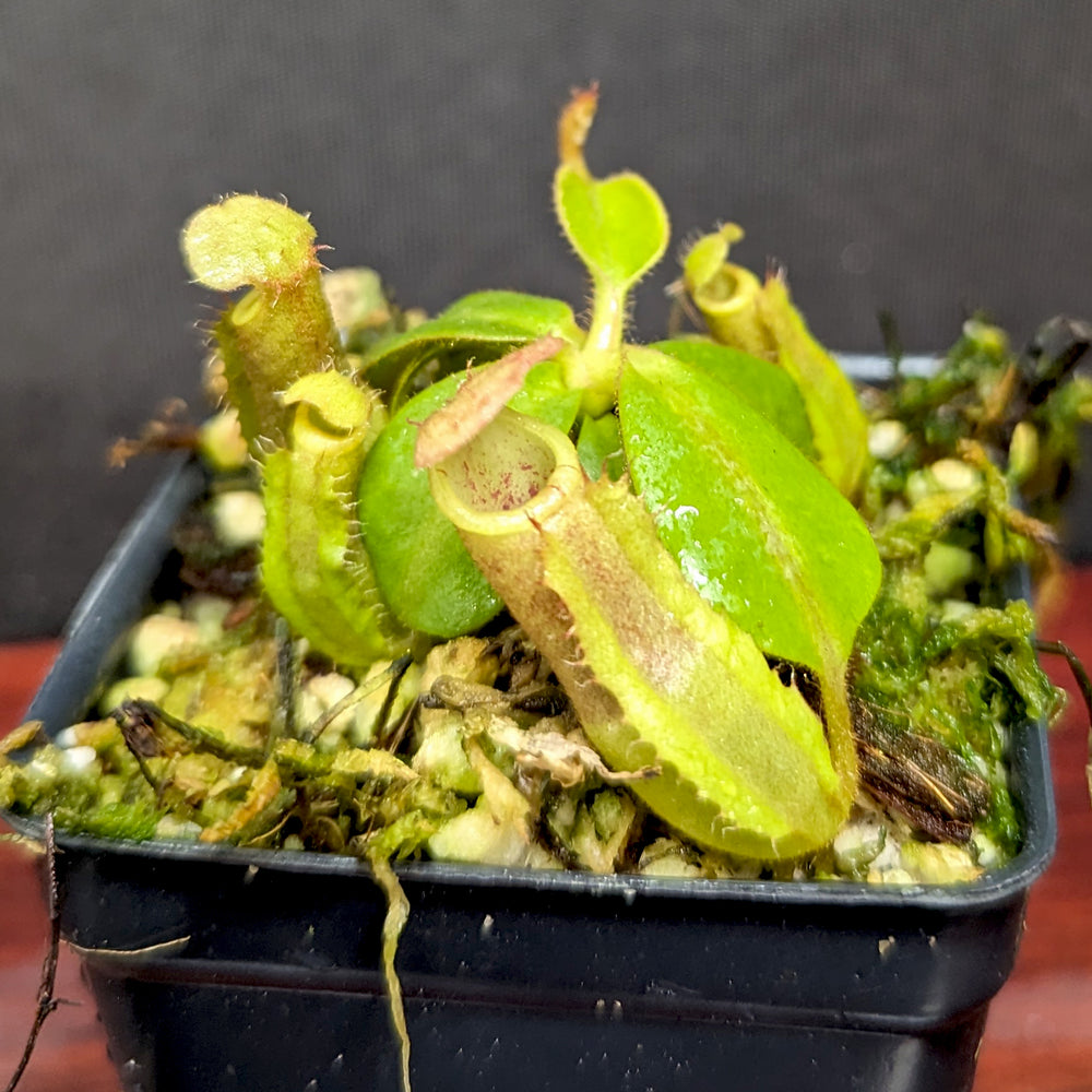 
                      
                        Nepenthes (truncata x campanulata) x veitchii 'Bareo Squat', CAR-0384
                      
                    