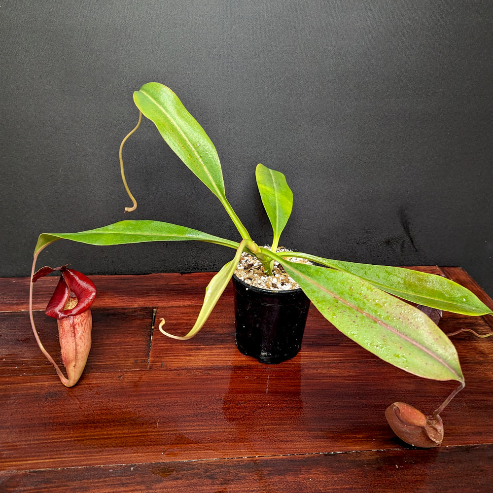 
                      
                        Nepenthes Song of Melancholy x (spathulata x jacquelineae) "BE's Best", CAR-0045
                      
                    