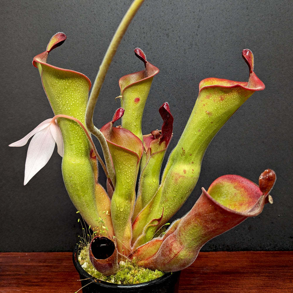 Heliamphora ionasi (Killer/RG) x parva (hairy)