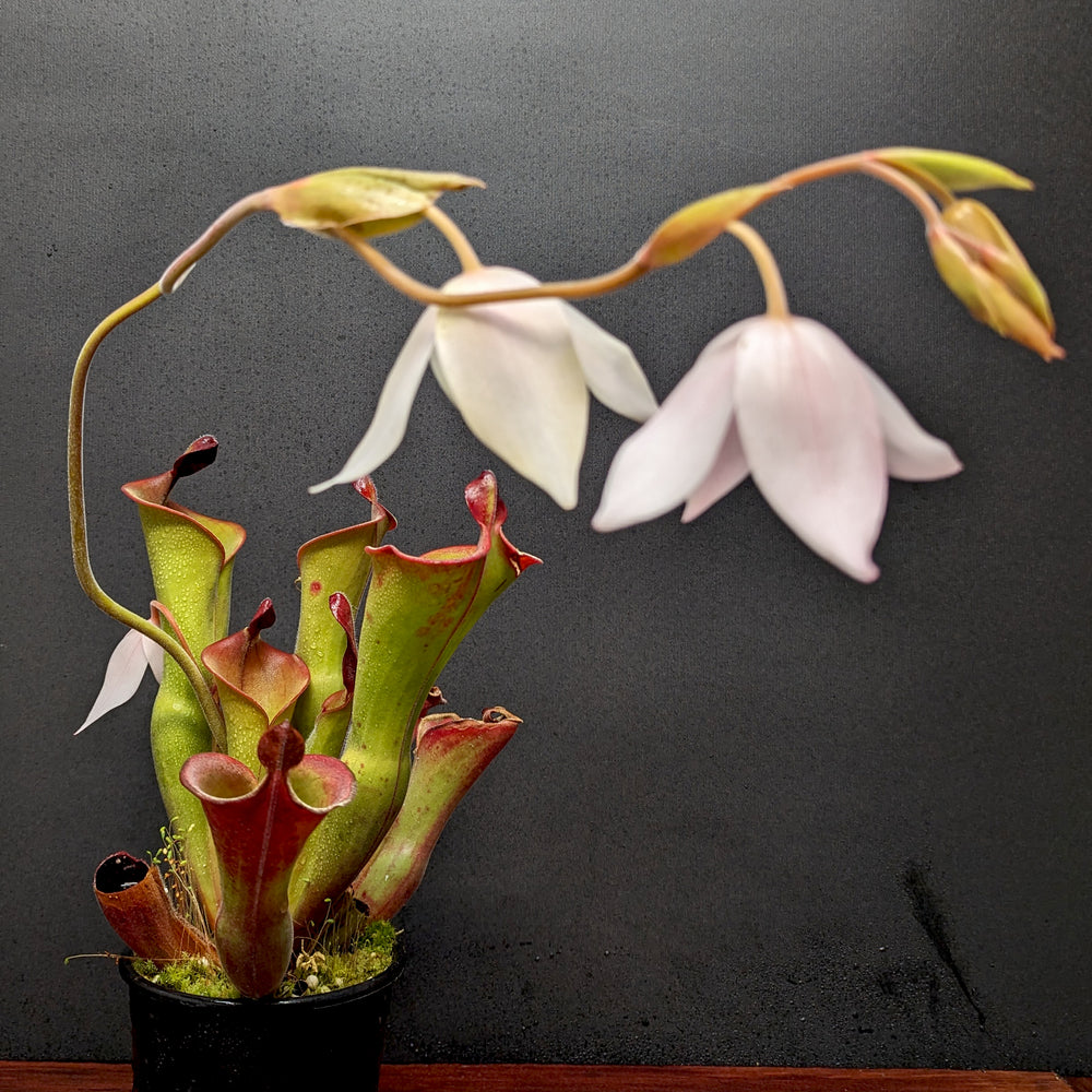 Heliamphora ionasi (Killer/RG) x parva (hairy)