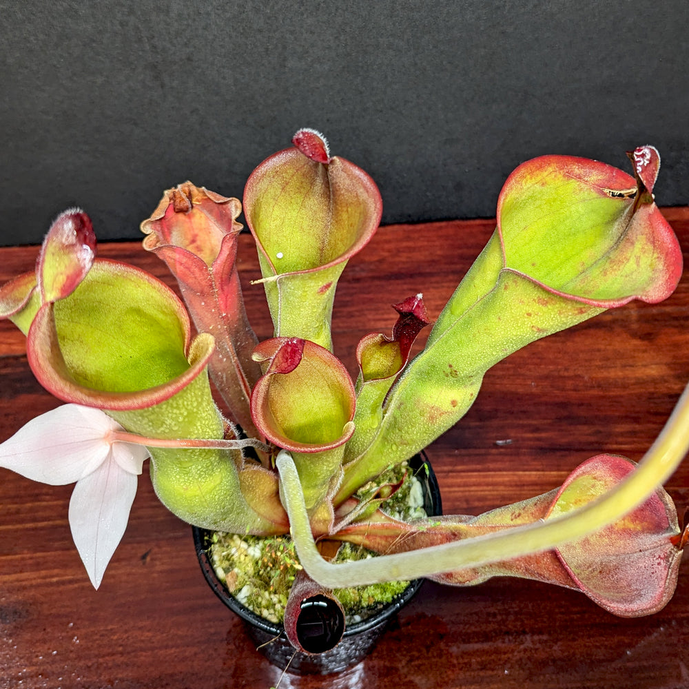 
                      
                        Heliamphora ionasi (Killer/RG) x parva (hairy)
                      
                    