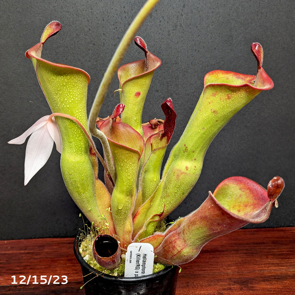 
                      
                        Heliamphora ionasi (Killer/RG) x parva (hairy)
                      
                    