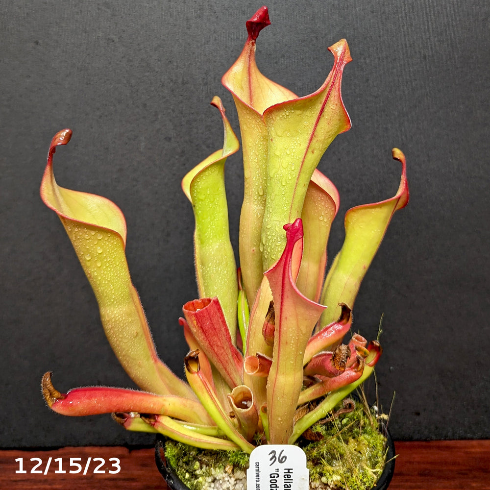 
                      
                        Heliamphora "Godzilla"
                      
                    