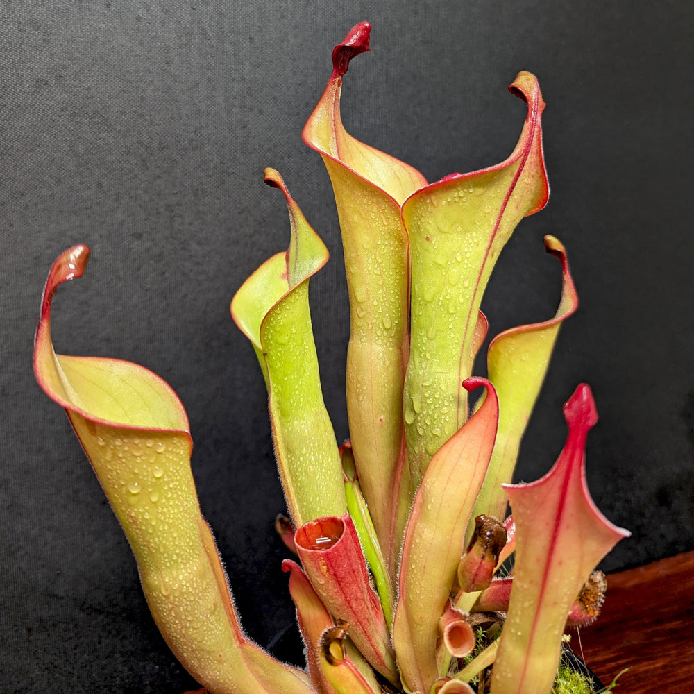 Heliamphora 