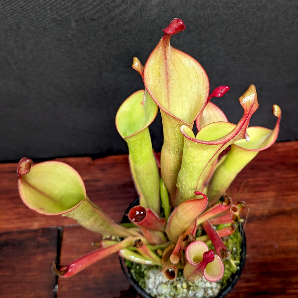 
                      
                        Heliamphora "Godzilla"
                      
                    