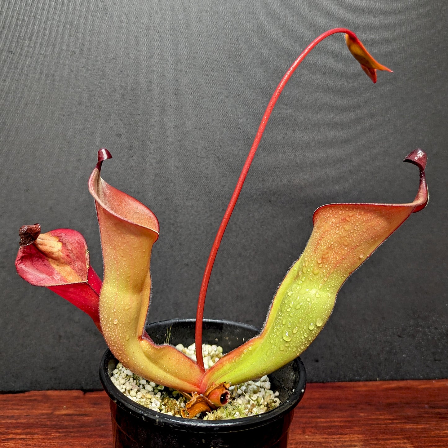 Heliamphora heterodoxa x ionasii