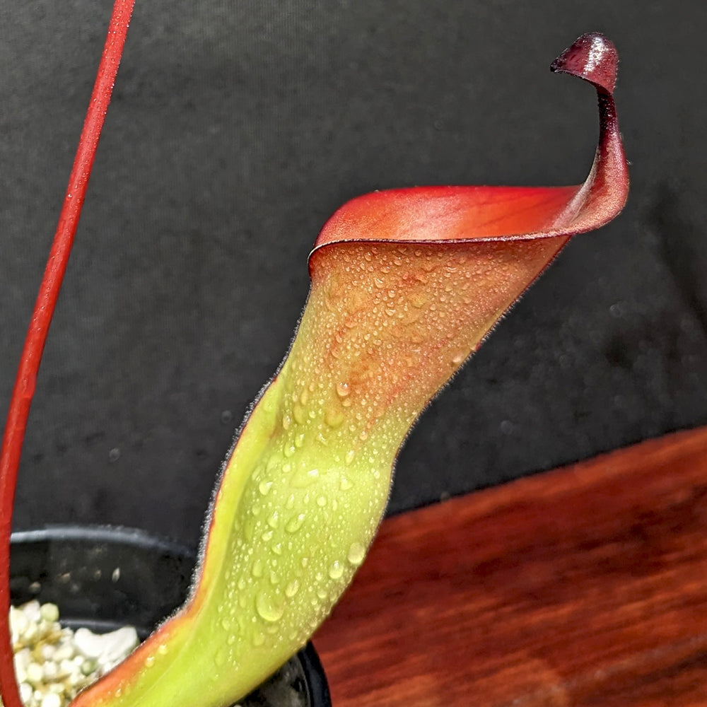 
                      
                        Heliamphora heterodoxa x ionasii
                      
                    