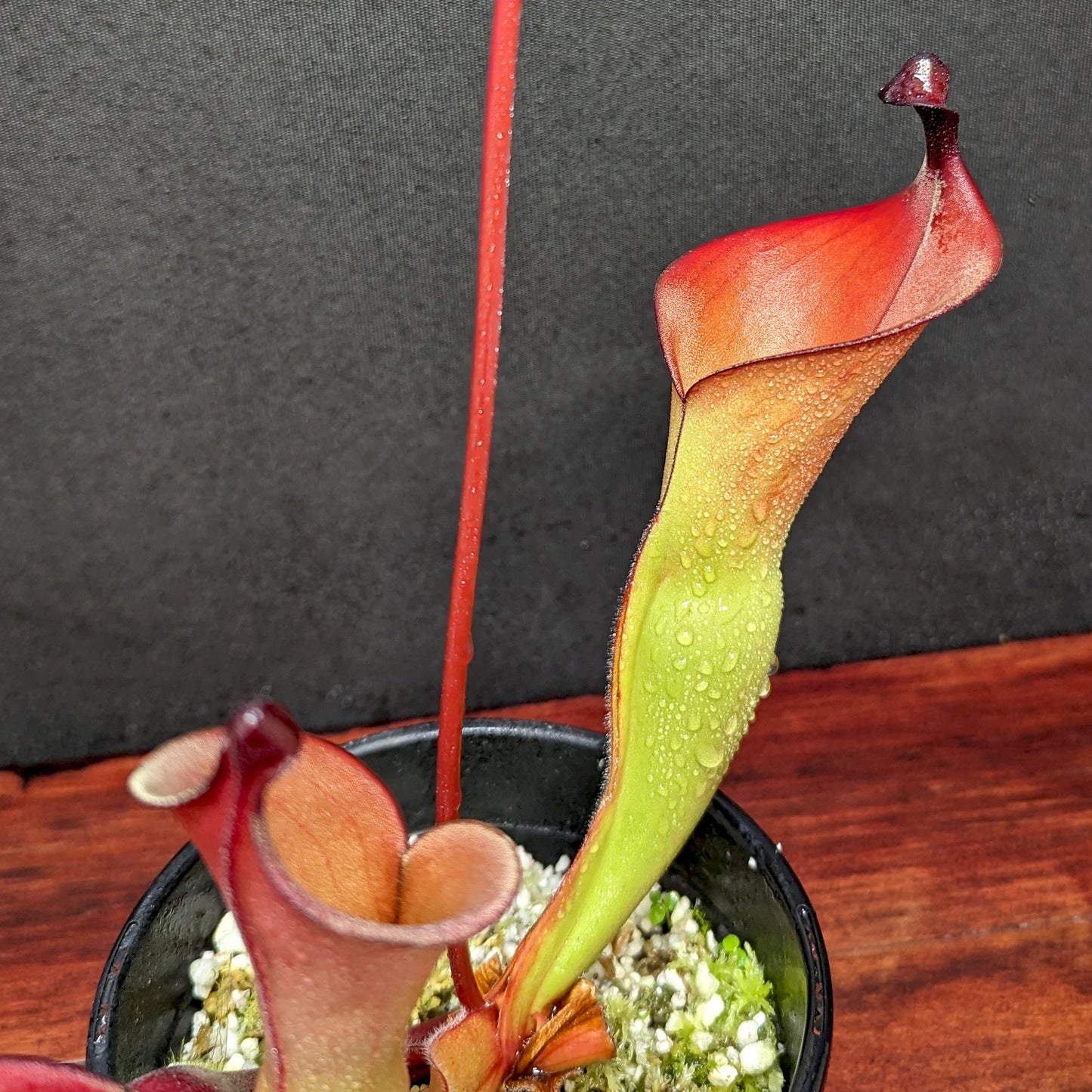 Heliamphora heterodoxa x ionasii