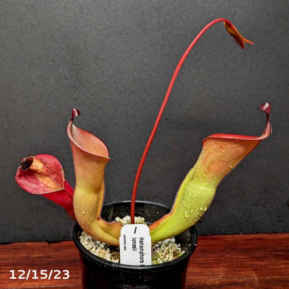 
                      
                        Heliamphora heterodoxa x ionasii
                      
                    