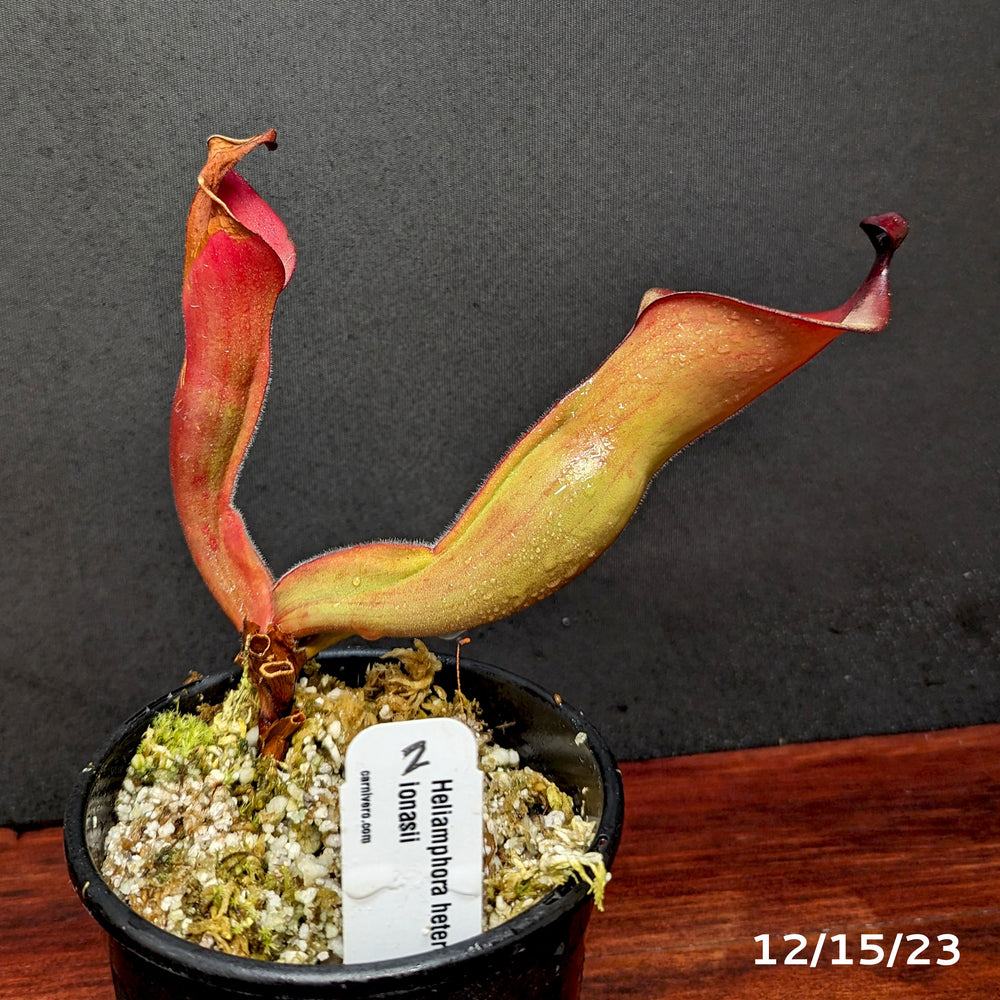 
                      
                        Heliamphora heterodoxa x ionasii
                      
                    