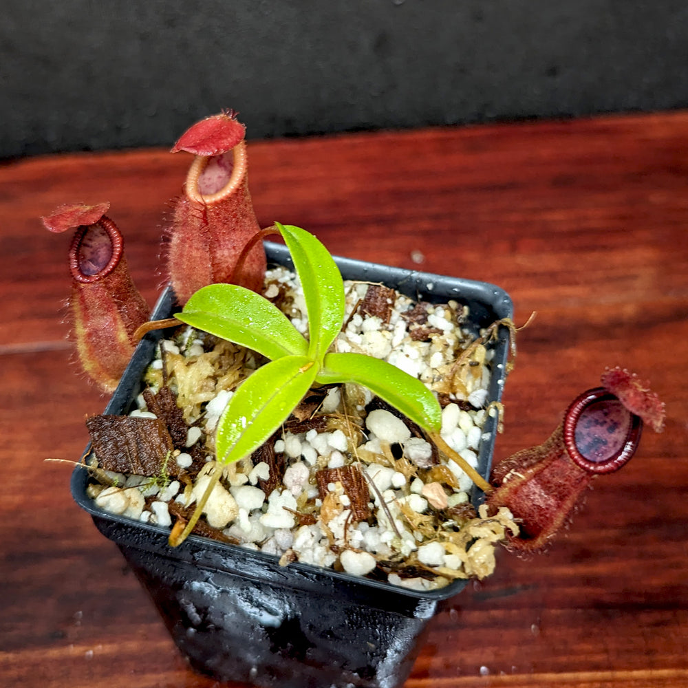 
                      
                        Nepenthes spathulata x diabolica, BE-3983
                      
                    