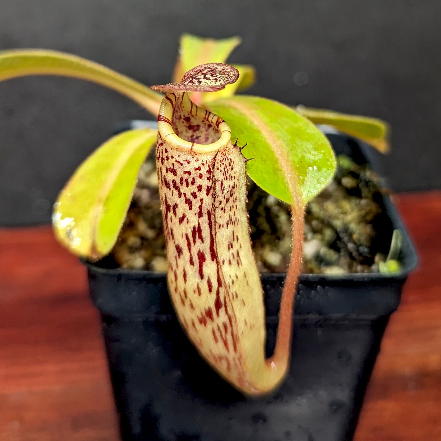 Nepenthes [(Rokko x boschiana) x veitchii] x vogelii, CAR-0392