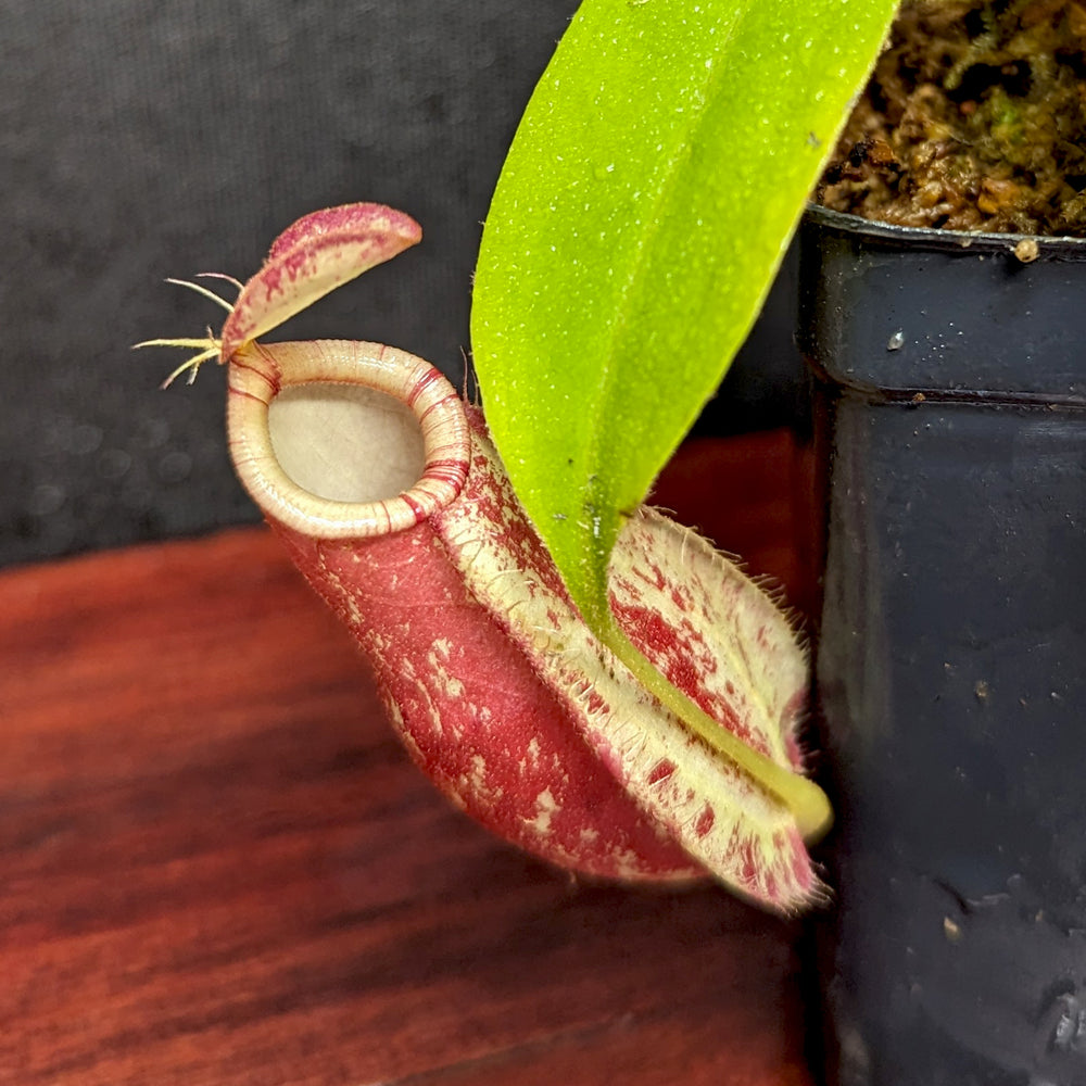 
                      
                        Nepenthes ampullaria Tricolor x rafflesiana white BE, CAR-0388
                      
                    