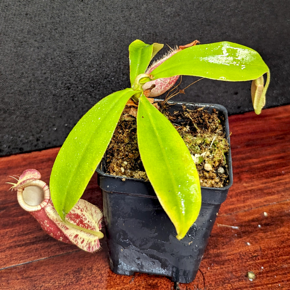 
                      
                        Nepenthes ampullaria Tricolor x rafflesiana white BE, CAR-0388
                      
                    