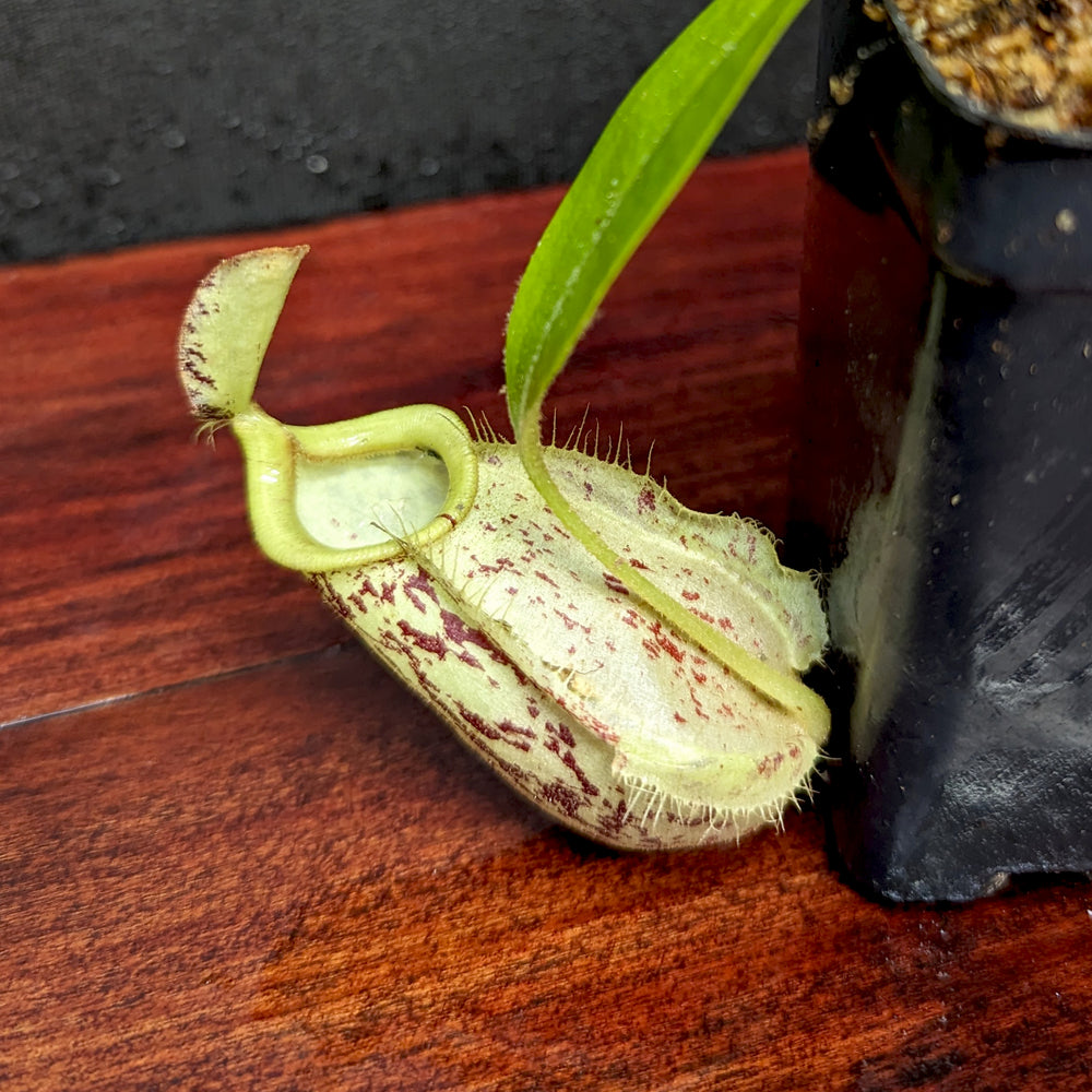 
                      
                        Nepenthes ampullaria Tricolor x rafflesiana white BE, CAR-0388
                      
                    