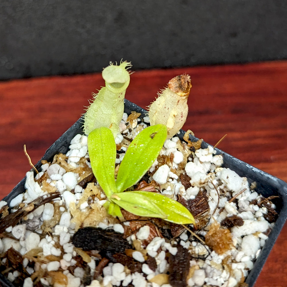 
                      
                        Nepenthes ampullaria Tricolor x rafflesiana white BE, CAR-0388
                      
                    