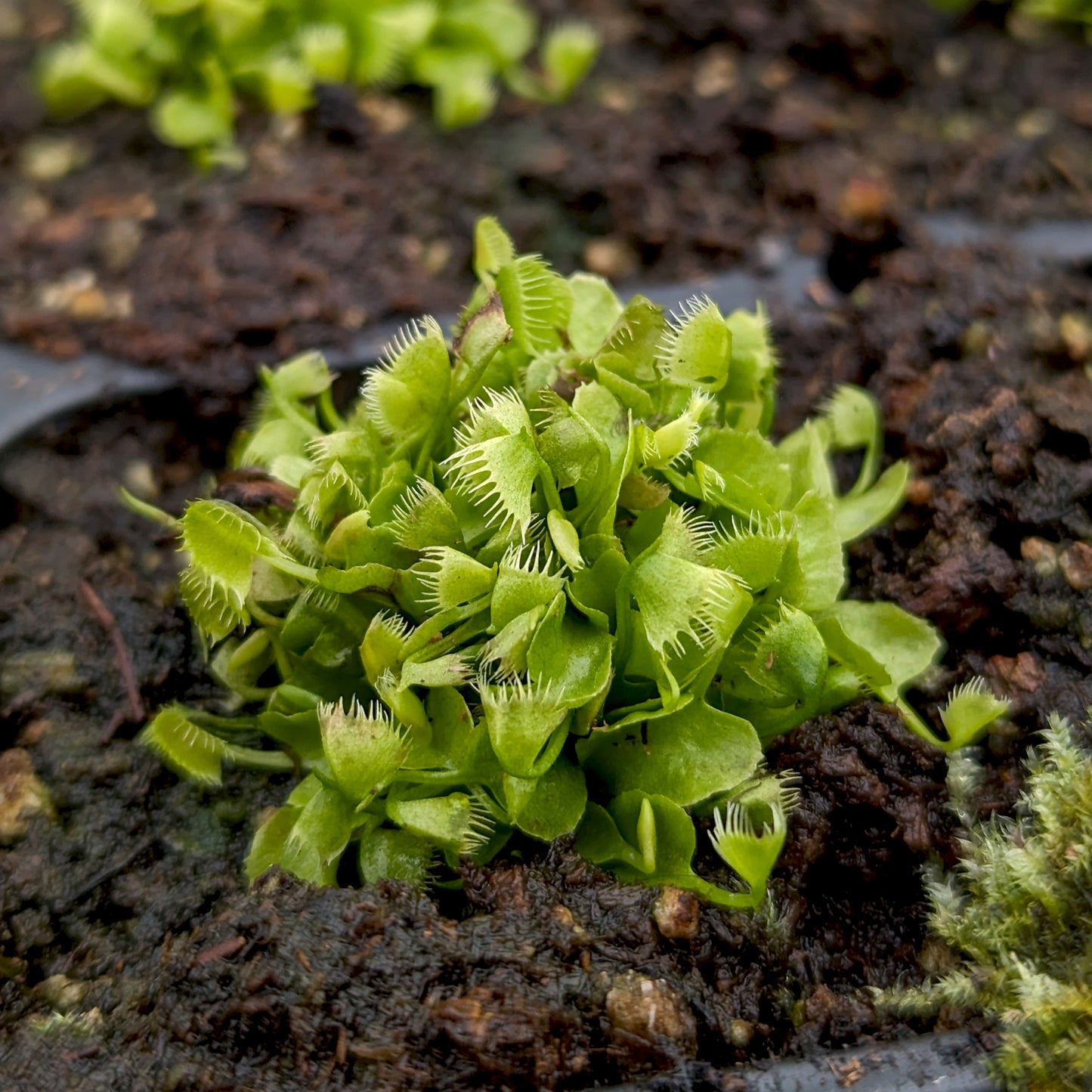 Venus Flytrap - Dionaea muscipula 'Crazy Cup' Venus Flytrap