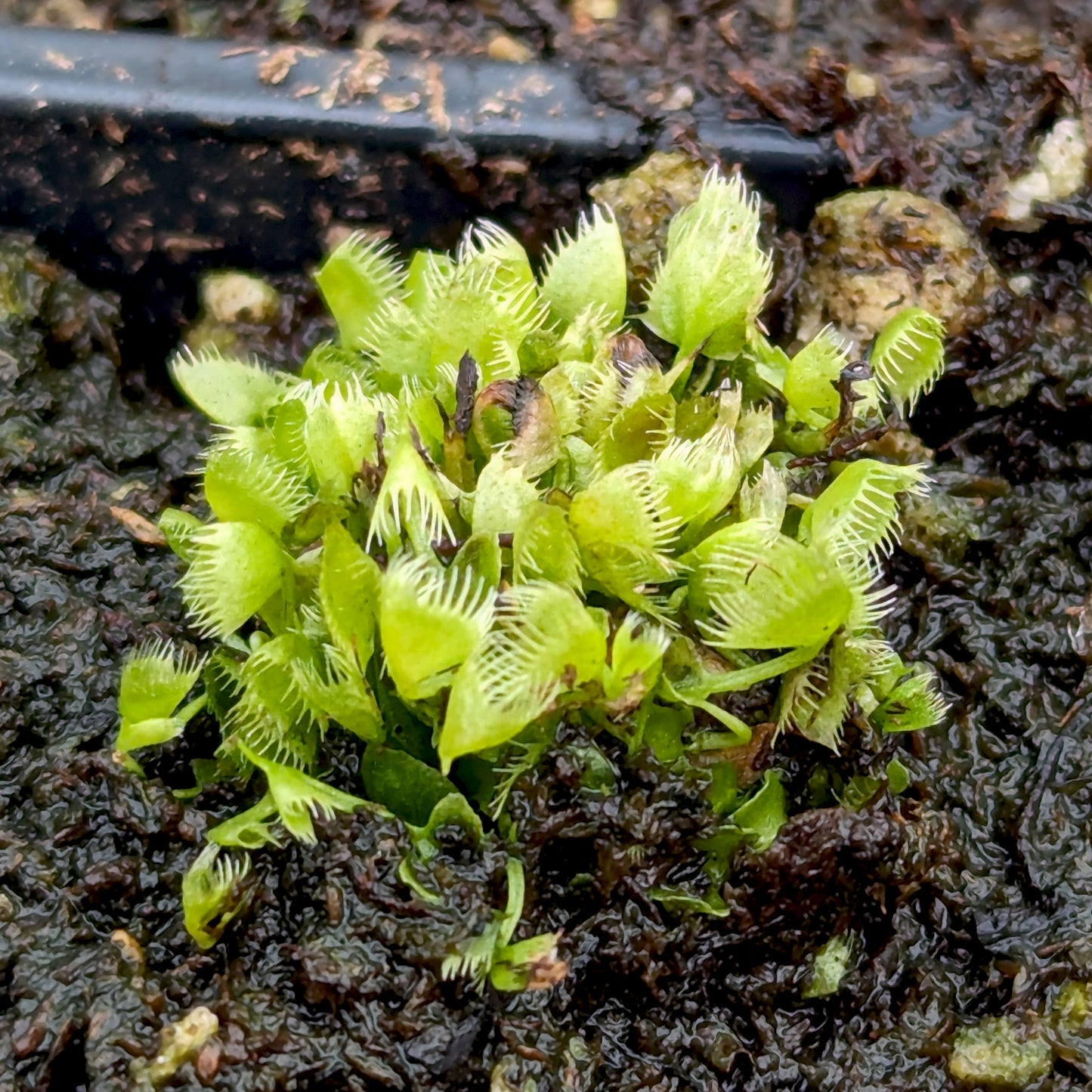 Venus Flytrap - Dionaea muscipula 'Crazy Cup' Venus Flytrap