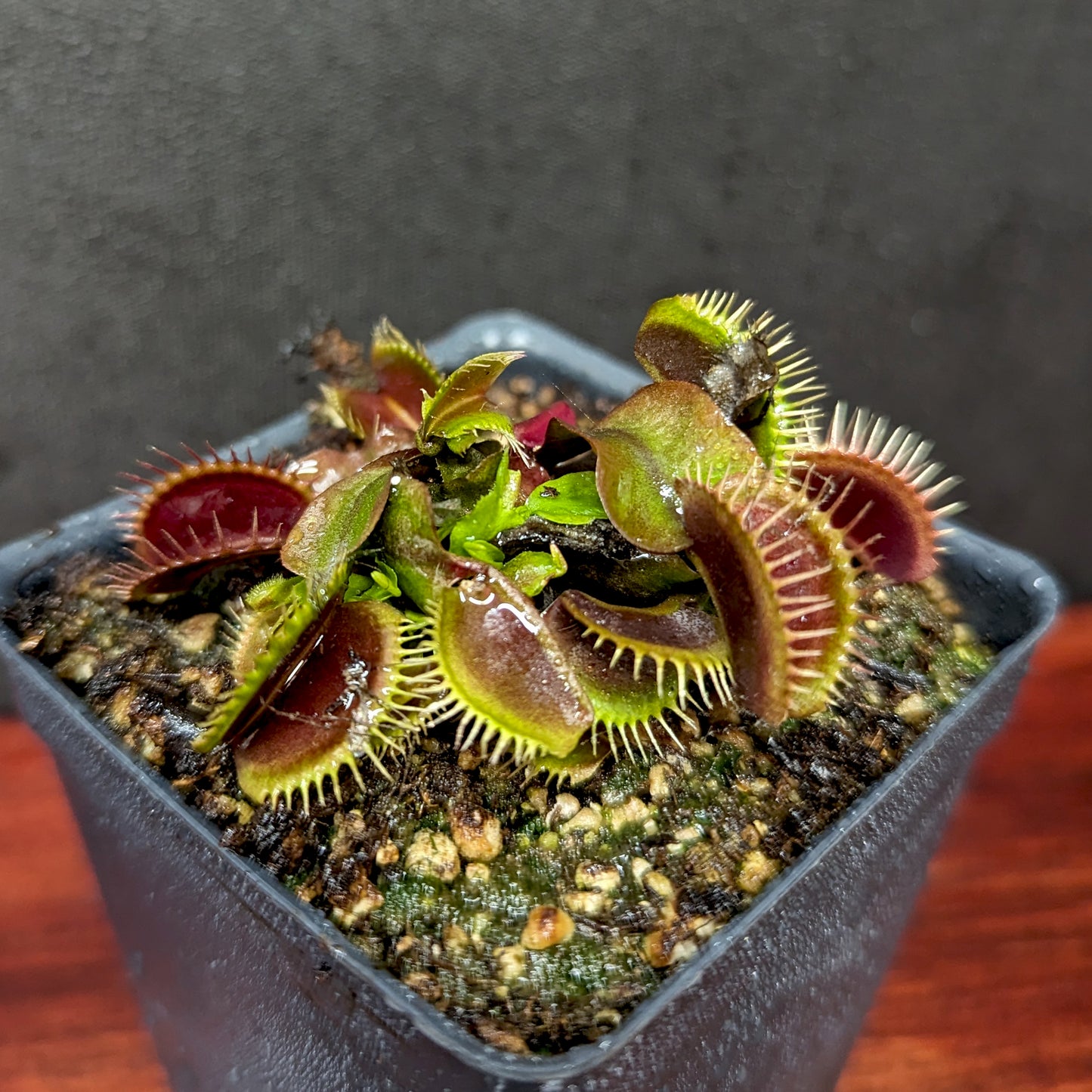 Venus Flytrap- Dionaea muscipula 'Maroon Monster'