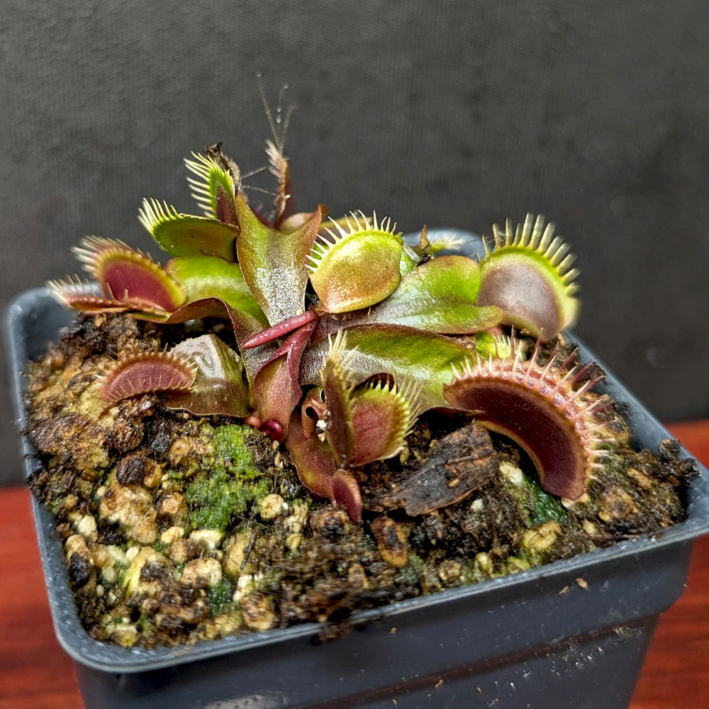 
                      
                        Venus Flytrap- Dionaea muscipula 'Maroon Monster'
                      
                    