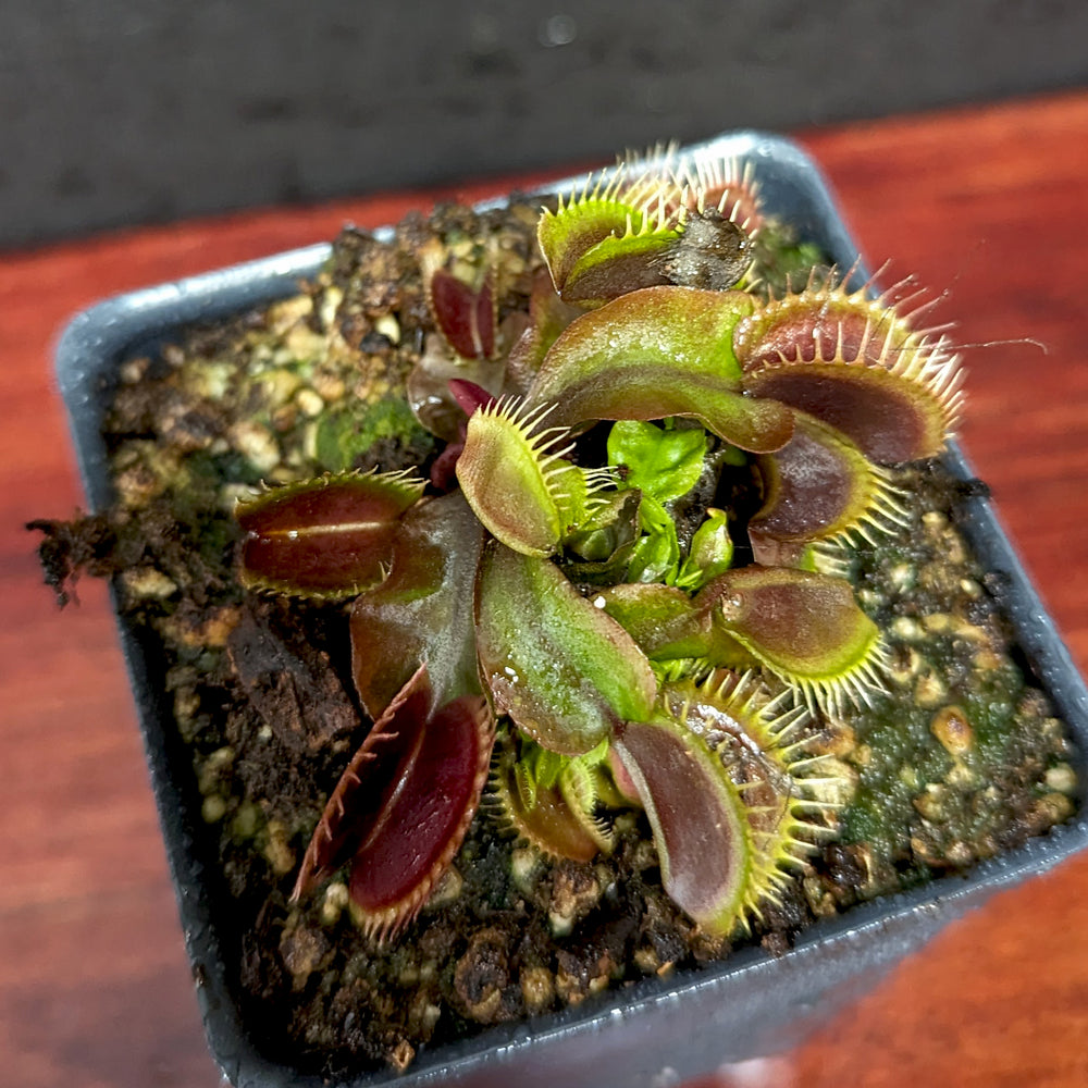 
                      
                        Venus Flytrap- Dionaea muscipula 'Maroon Monster'
                      
                    