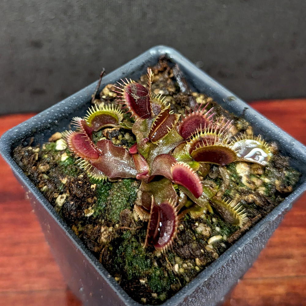 
                      
                        Venus Flytrap- Dionaea muscipula 'Maroon Monster'
                      
                    