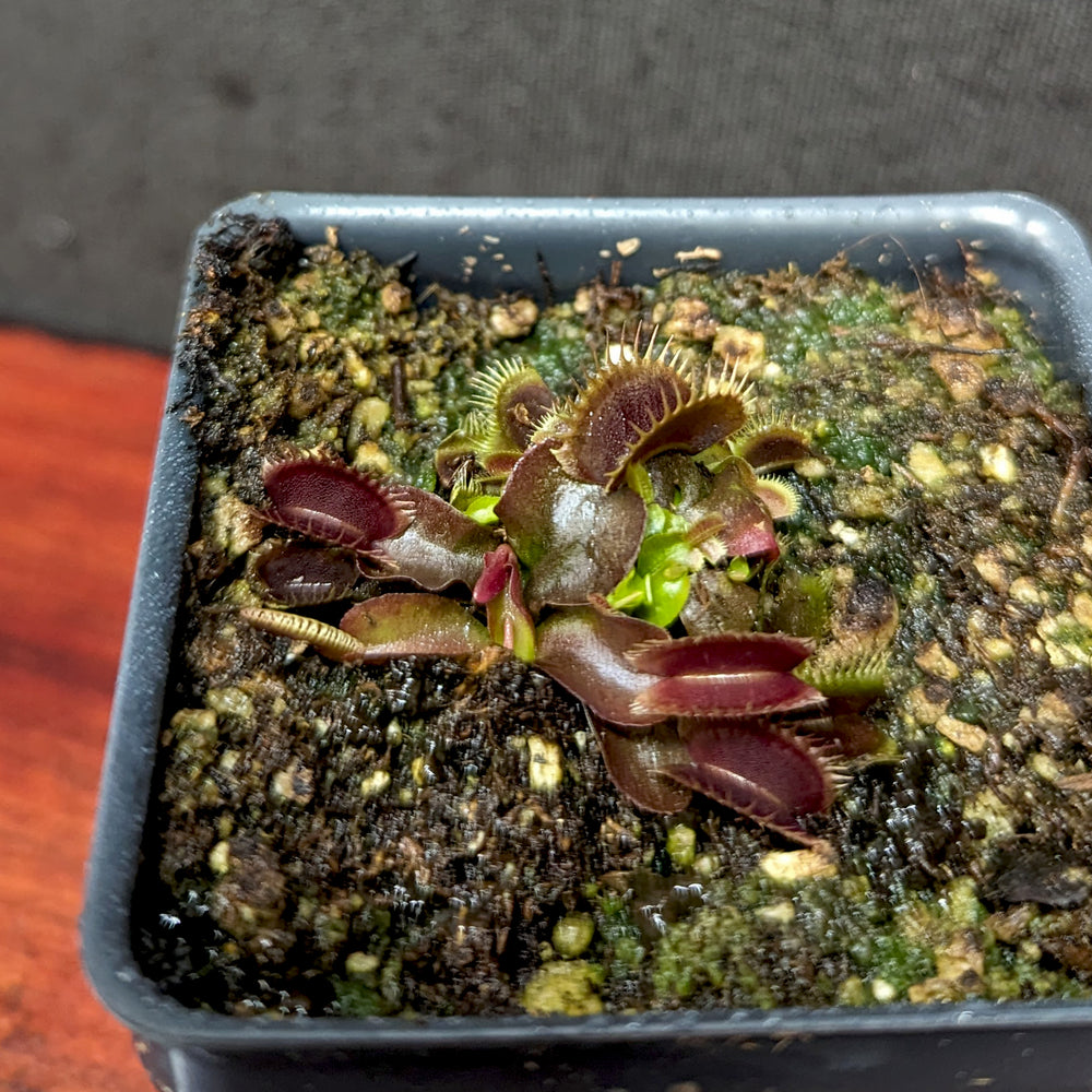 
                      
                        Venus Flytrap- Dionaea muscipula 'Maroon Monster'
                      
                    