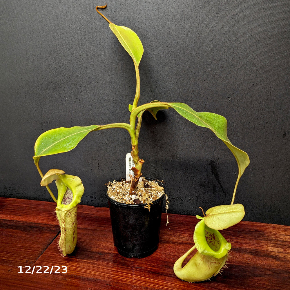 
                      
                        Nepenthes platychila x robcantleyi, BE-3946
                      
                    