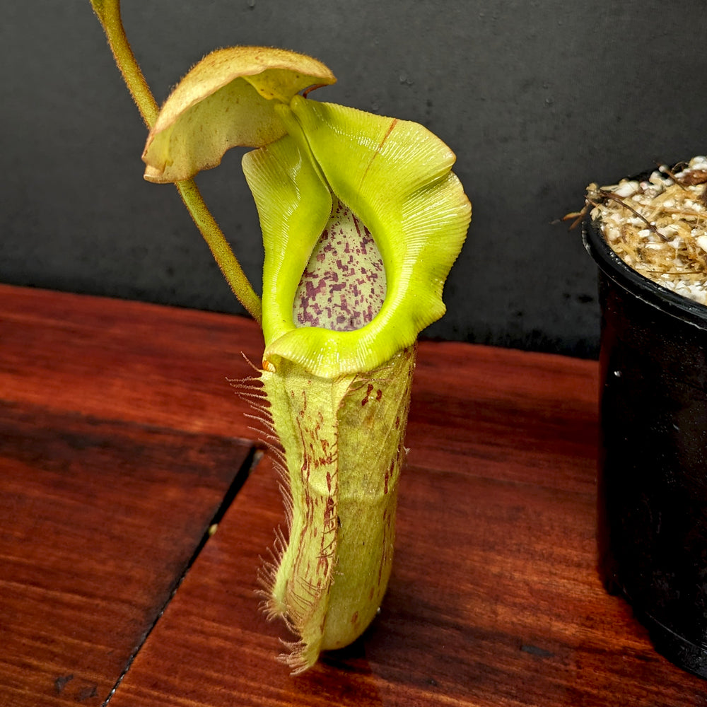 
                      
                        Nepenthes platychila x robcantleyi, BE-3946
                      
                    