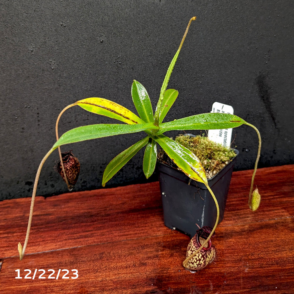 
                      
                        Nepenthes spectabilis x aristolochioides, BE-3663
                      
                    