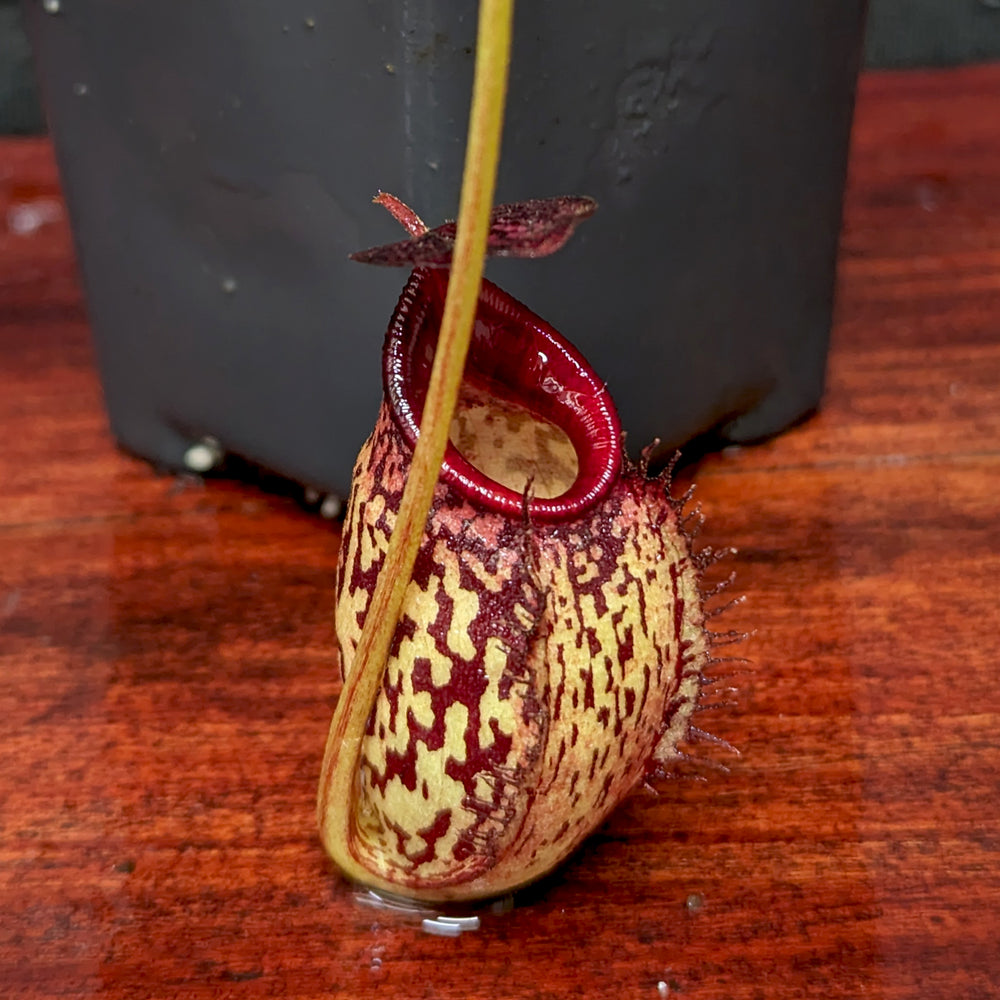 
                      
                        Nepenthes spectabilis x aristolochioides, BE-3663
                      
                    