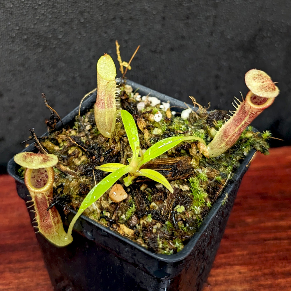 
                      
                        Nepenthes singalana Belirang, BE-3170, pitcher plant, carnivorous plant, collectors plant, large pitchers, rare plants
                      
                    