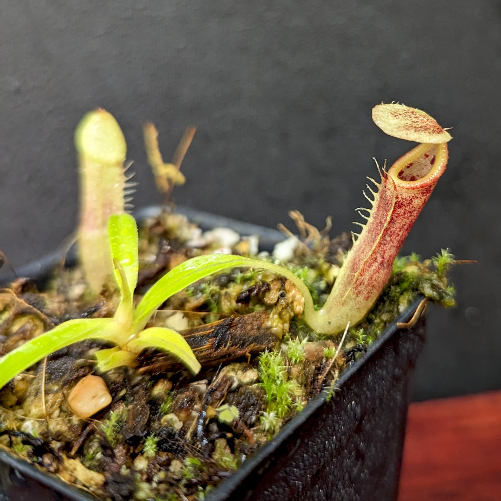 
                      
                        Nepenthes singalana Belirang, BE-3170, pitcher plant, carnivorous plant, collectors plant, large pitchers, rare plants
                      
                    