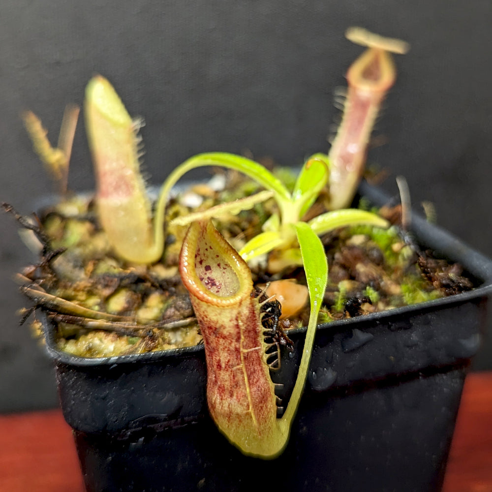 
                      
                        Nepenthes singalana Belirang, BE-3170, pitcher plant, carnivorous plant, collectors plant, large pitchers, rare plants
                      
                    