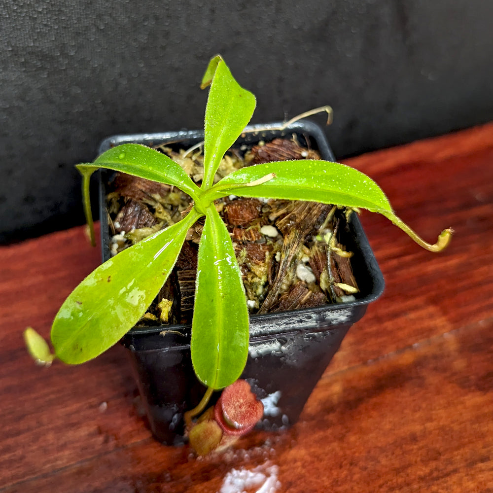 
                      
                        Nepenthes petiolata x talangensis, BE-3762, pitcher plant, carnivorous plant, collectors plant, large pitchers, rare plants
                      
                    