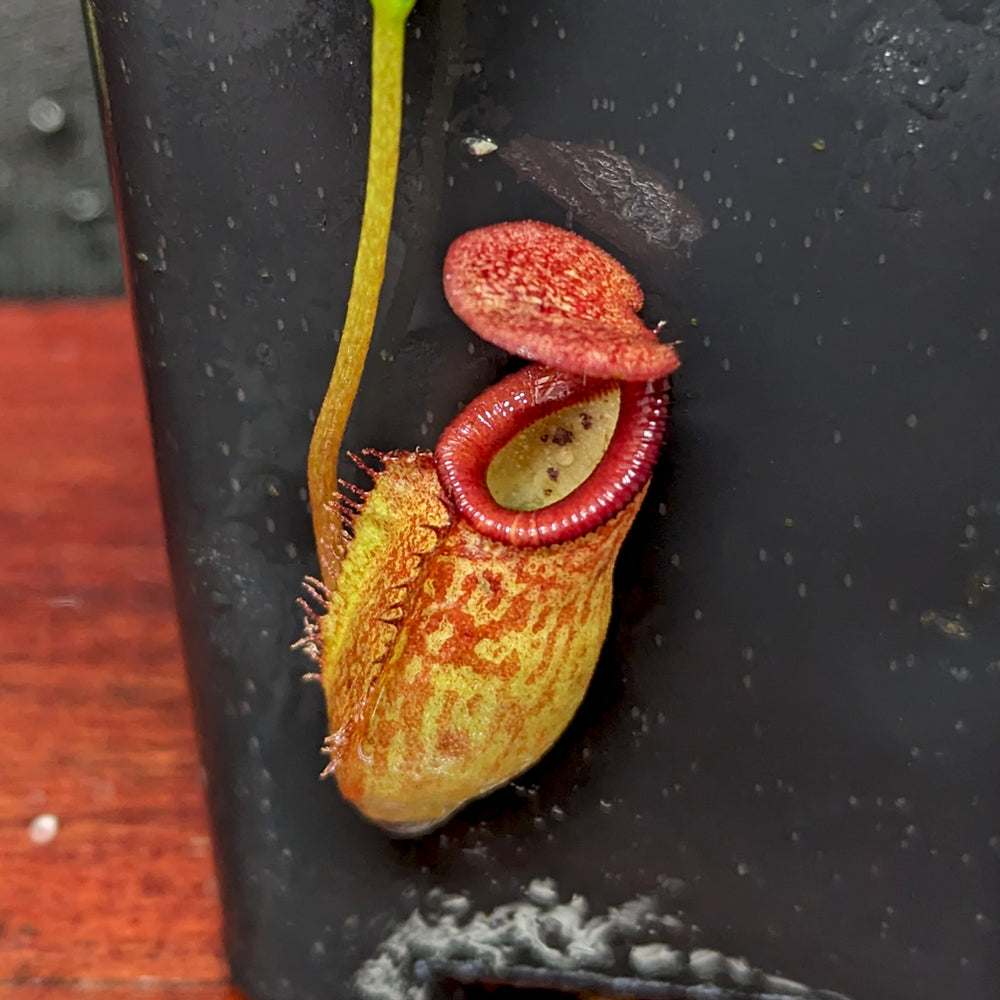 
                      
                        Nepenthes petiolata x talangensis, BE-3762, pitcher plant, carnivorous plant, collectors plant, large pitchers, rare plants 
                      
                    