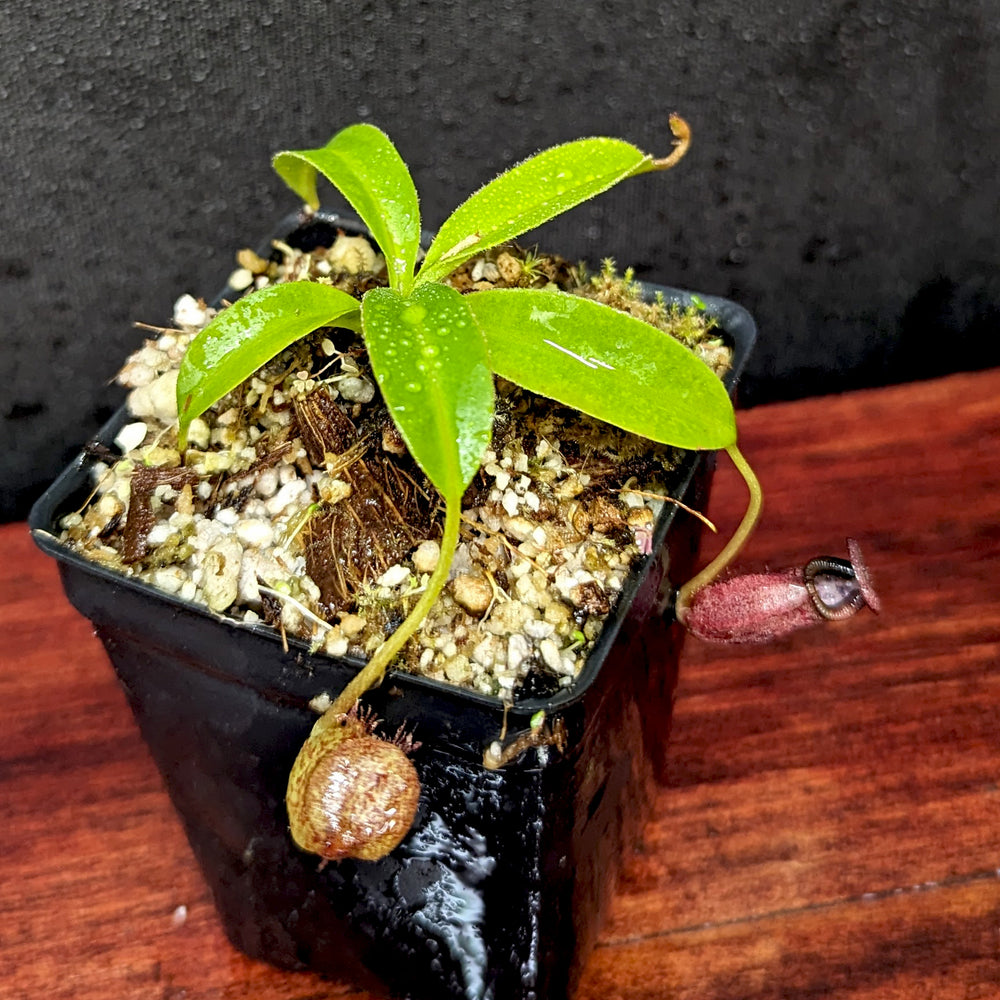 
                      
                        Nepenthes petiolata x talangensis, BE-3762, pitcher plant, carnivorous plant, collectors plant, large pitchers, rare plants
                      
                    