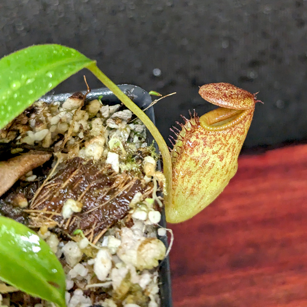 
                      
                        Nepenthes petiolata x talangensis, BE-3762, pitcher plant, carnivorous plant, collectors plant, large pitchers, rare plants
                      
                    