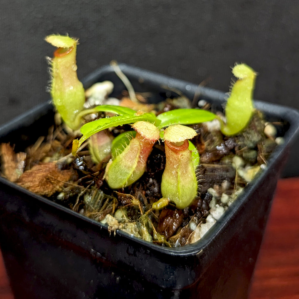 
                      
                        Nepenthes ventricosa x (edwardsiana x ventricosa)
                      
                    