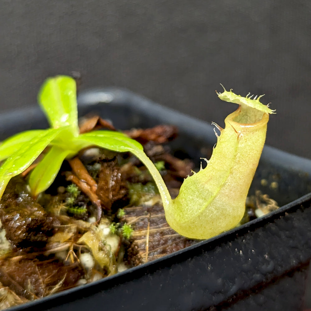 Nepenthes ventricosa x (edwardsiana x ventricosa)