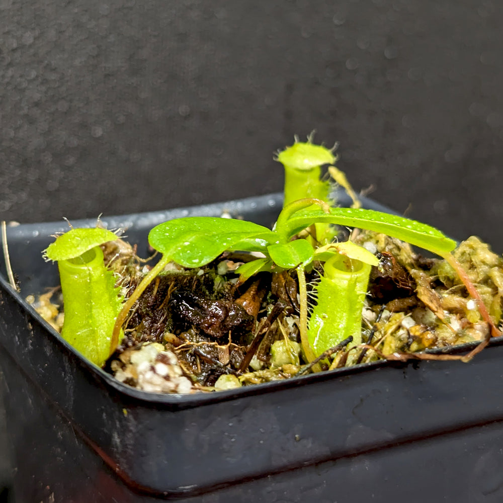 
                      
                        Nepenthes ventricosa x (edwardsiana x ventricosa)
                      
                    