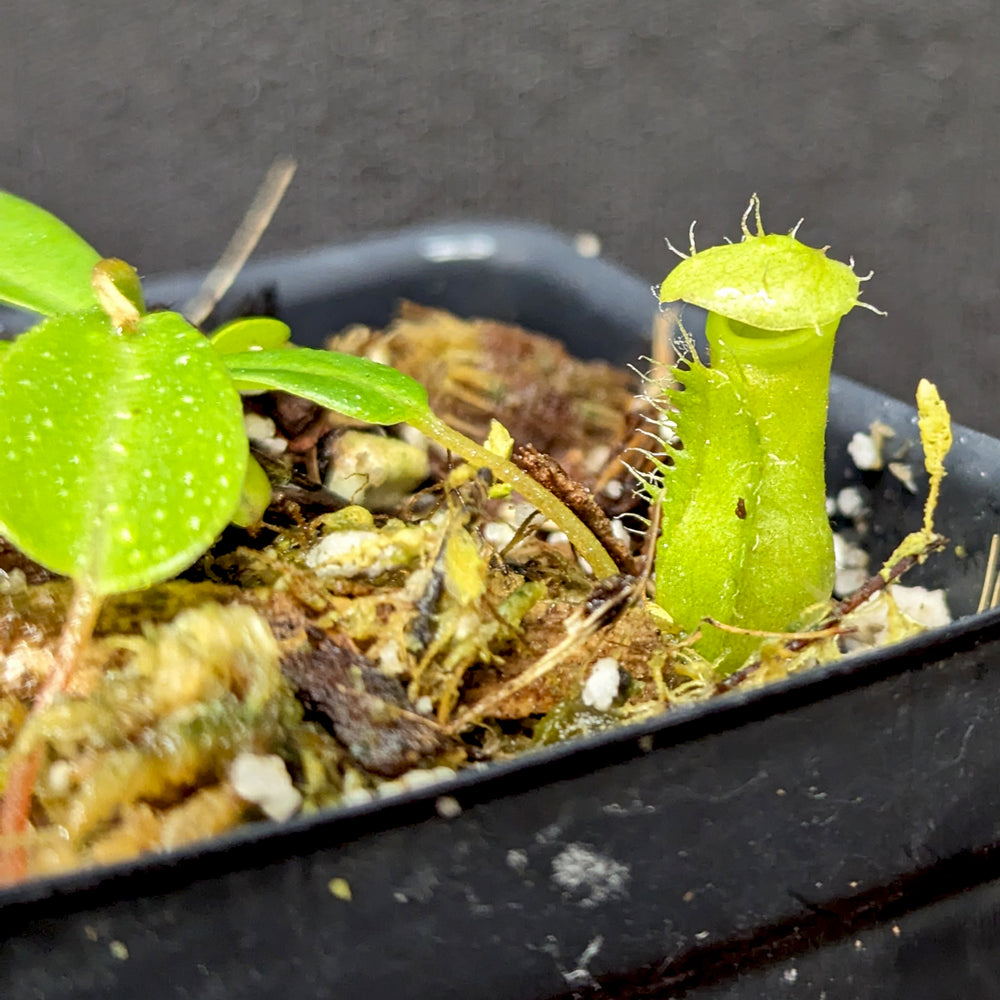 
                      
                        Nepenthes ventricosa x (edwardsiana x ventricosa)
                      
                    