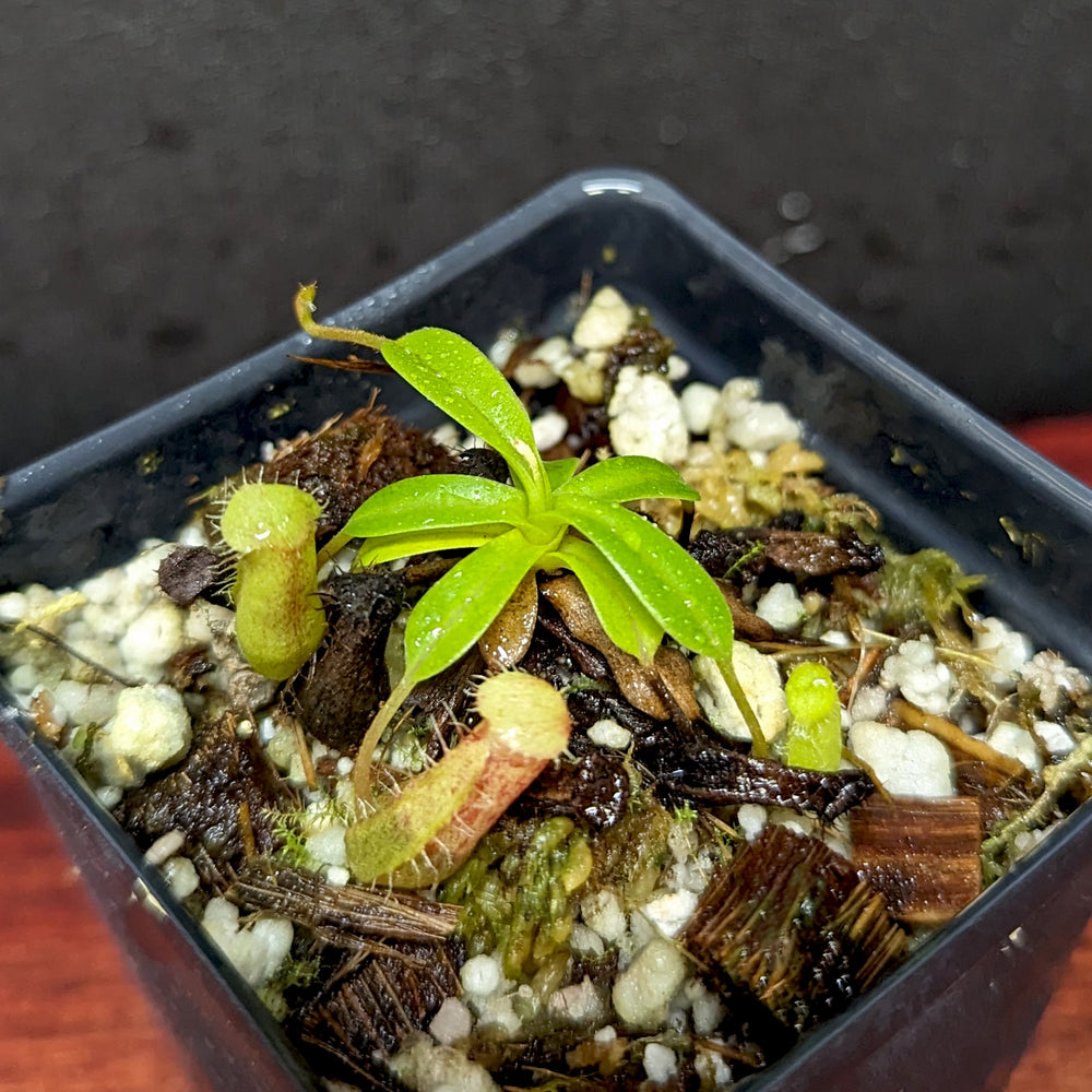 
                      
                        Nepenthes ventricosa x (edwardsiana x ventricosa)
                      
                    