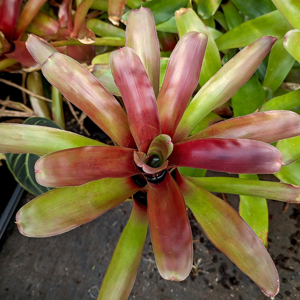 
                      
                        Bromeliad Neoregelia 'Fireball' Tropical Plant
                      
                    