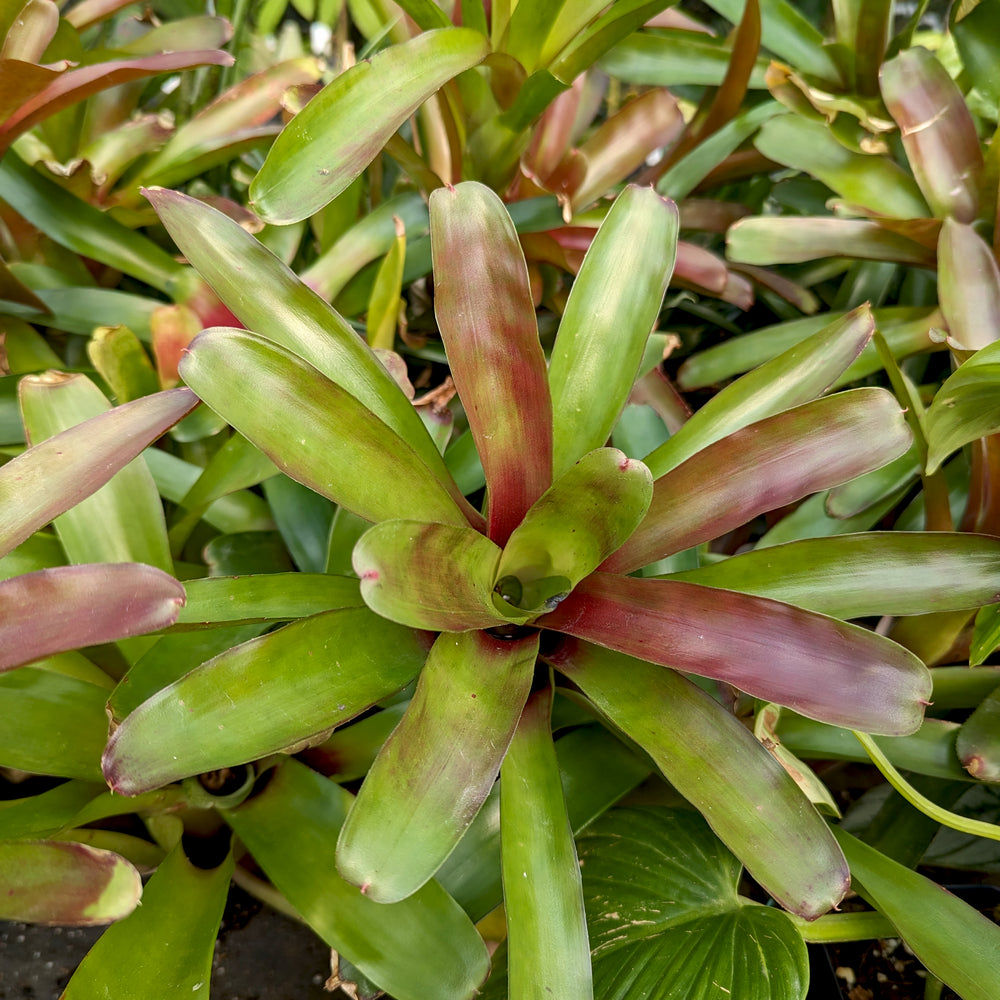 
                      
                        Bromeliad Neoregelia 'Fireball' Tropical Plant
                      
                    