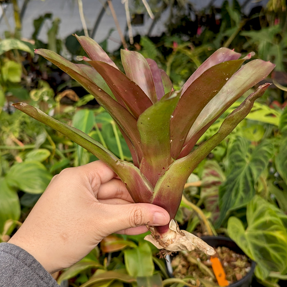 
                      
                        Bromeliad Neoregelia 'Fireball' Tropical Plant
                      
                    